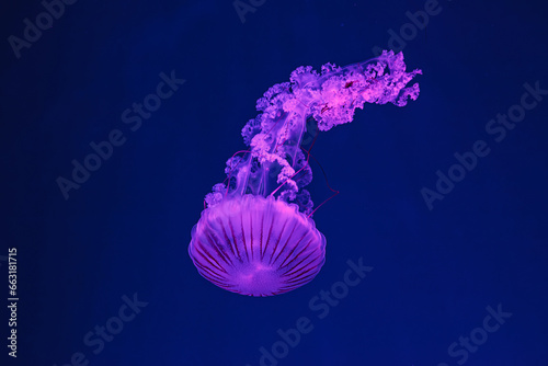 underwater shooting of beautiful Chrysaora hysoscella
