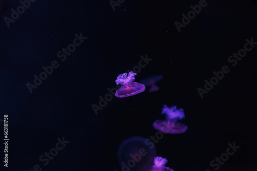 underwater shooting of beautiful Cotylorhiza tuberculata © Minakryn Ruslan 