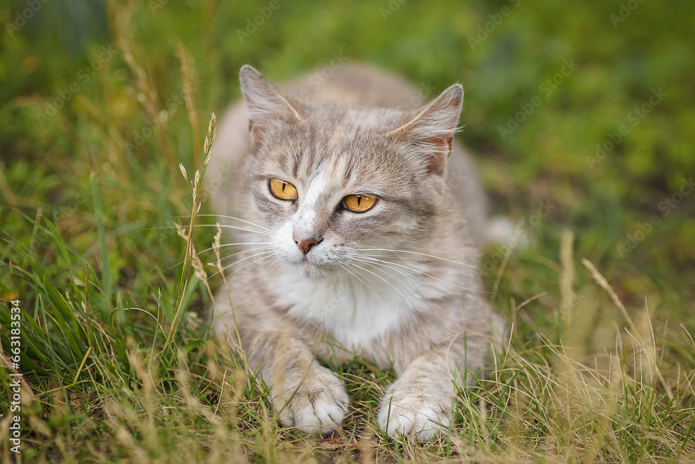 Gray striped cat walks on a leash on green grass outdoors...