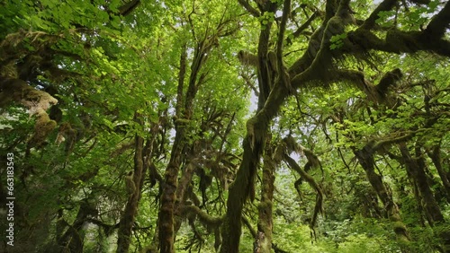 Camera panning through beautiful moss covered canopy of temperate rain forest photo