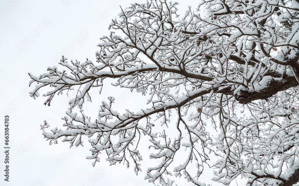 Chêne liège sous la neige, la Garde Freinet, Var, France