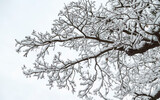 Chêne liège sous la neige, la Garde Freinet, Var, France