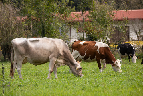 Amazing catlle in italian pastures photo