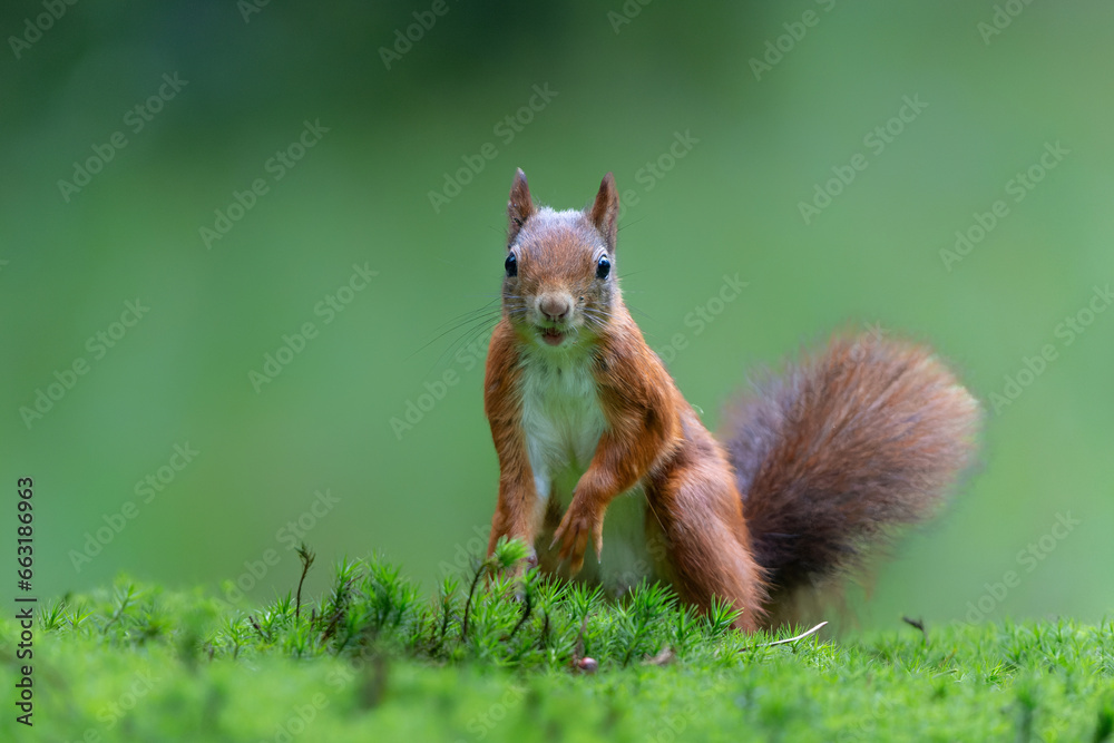 Eurasian red squirrel (Sciurus vulgaris) searching for food in the forest in the Netherlands. Eurasian red squirrel (Sciurus vulgaris) searching for food in the forest in the Netherlands.