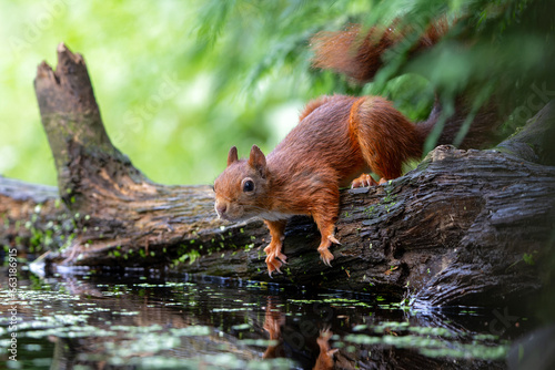 Eurasian red squirrel (Sciurus vulgaris) searching for food in the forest in the Netherlands.    © henk bogaard