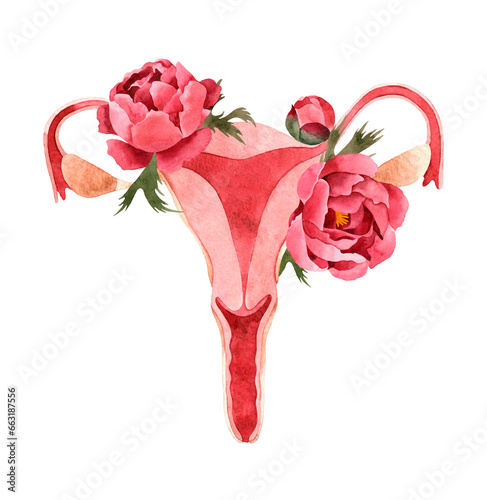 Watercolor Uterus with pink peony flowers illustration. Isolated on a transparent background. Spiritual composition