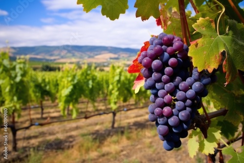 bountiful vineyard with ripe grapes ready for harvest