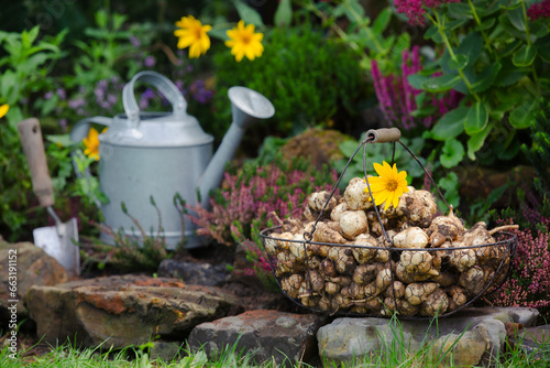  Freshly dug topinambur tubers in a basket