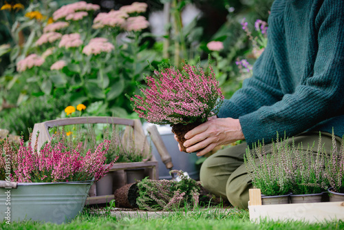 Person planting heathers in the garden