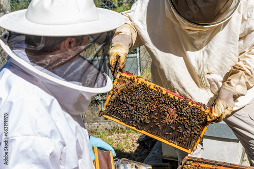 Two beekeepers looking at a honey comb freshly extracted from a hive