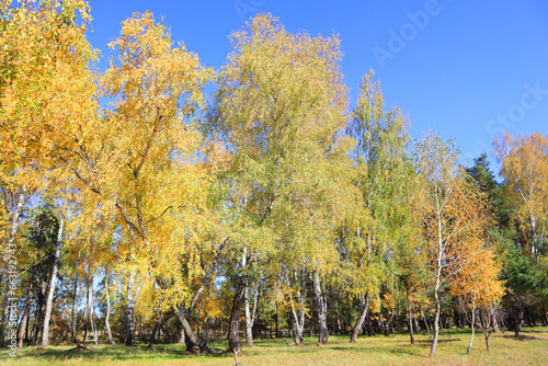 Birch Grove in autumn forest in sunny day in Nature Park "Beremitskoye" in Chernihiv region, Ukraine