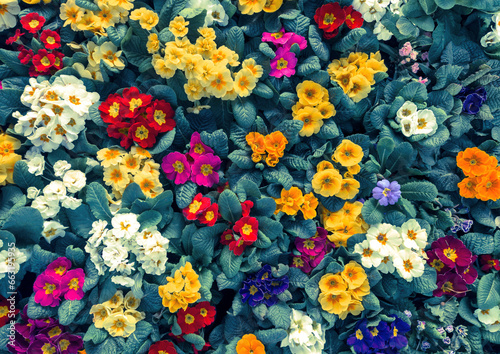 Obraz na plátně Colorful flowers background