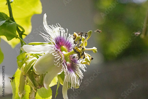 Passion fruit flower pollination done by honeybees. Stingless honey bees nectaring on a passionfruit flower. Passiflora edulis pollinators, Tetragonula iridipennis bees. photo