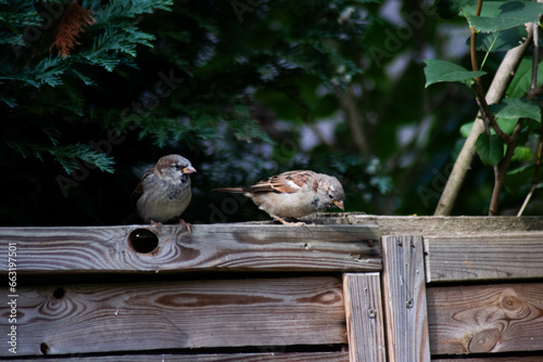 Zwei Vögel sitzend auf dem Zaun