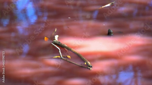 Blue-green algae bloom, halobacterium salinarum detected in the water, increase in salinity levels, triggered a variety of algae to release a pink carotenoid, organic pigments in Boondall Wetlands photo