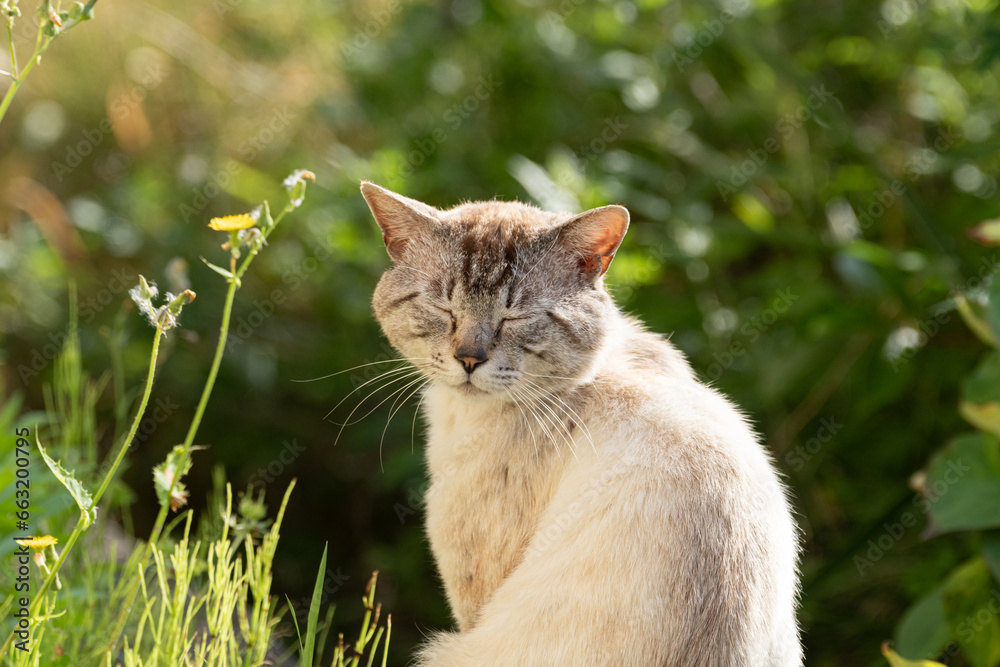 Obraz premium 眼を閉じた猫 シャムトラ猫