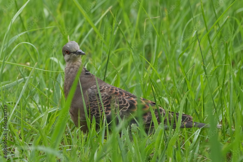 turtle dove in a field turtle dove in a field