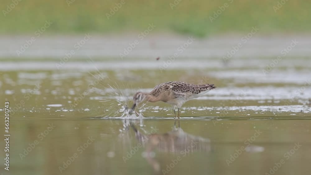 The ruff catches a prey in the shallow waters (Calidris pugnax) The ruff catches a prey in the shallow waters (Calidris pugnax)