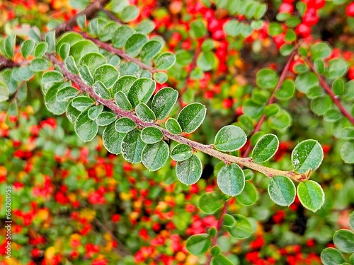 Bright red berries of bearberry cotoneaster (Cotoneaster dammeri) with green leaves photo