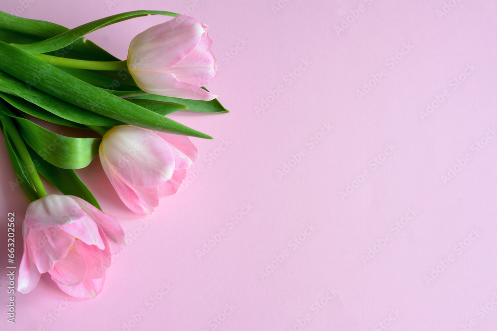 pink tulips lying on the pink background copy space greeting card 