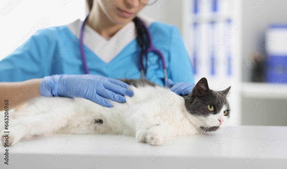 Portrait of veterinarian female check fluffy cat on table for investigations, calm domestic animal on appointment. Vet, health, pet, veterinary concept Portrait of veterinarian female check fluffy cat on table for investigations, calm domestic animal on appointment. Vet, health, pet, veterinary concept