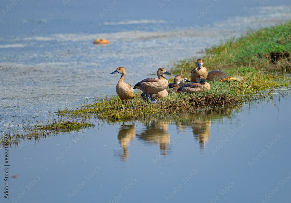 whistling ducks in the lake