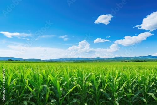 a field of corn ready for harvest under a sunny sky