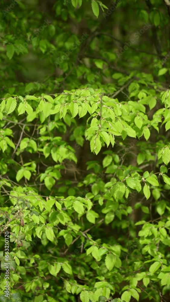 Green leaves moving in the wind in the forest Green leaves moving in the wind in the forest