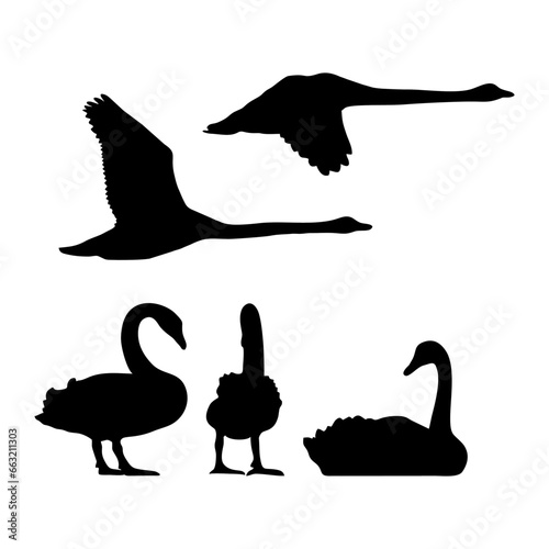 Fototapeta Naklejka Na Ścianę i Meble -  Black swan silhouette