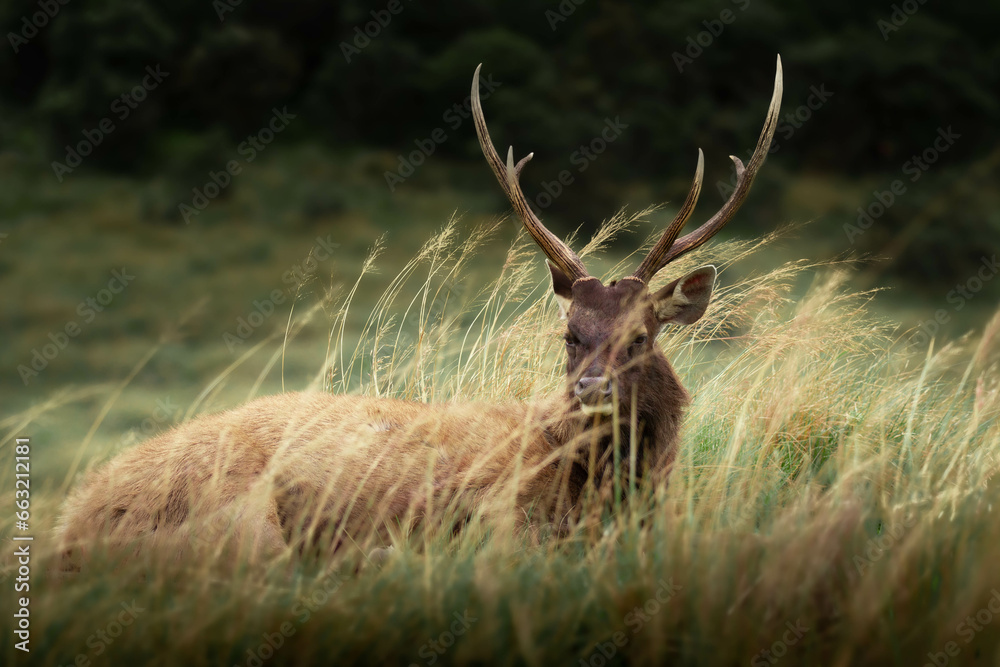 Sambar Deer