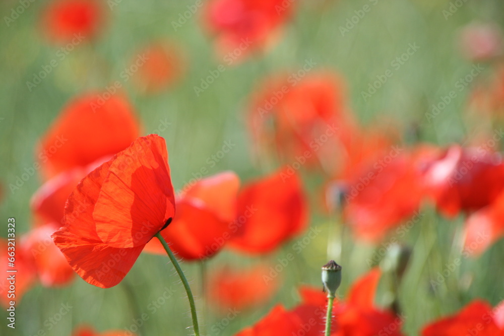 There is a vibrant bunch of red flowers in the green grass