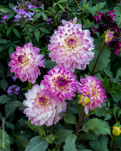 Big purple flowers of dahlia close-up