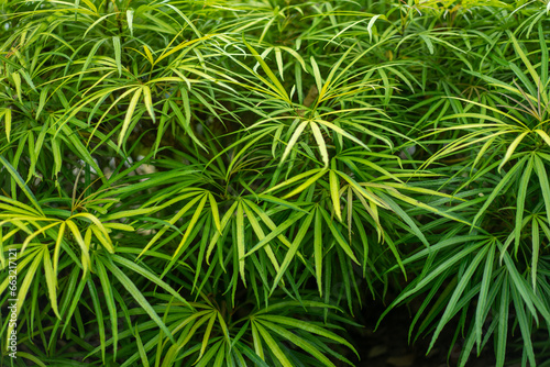 a bunch of green leaves for the background