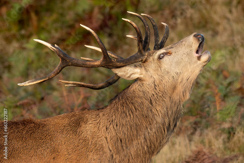 Wild Red Deer (Cervus elaphus)