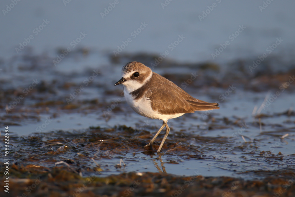A young common ringed plover or ringed plover (Charadrius hiaticula) shot close-up stands on wet soil on the shore of an estuary in soft morning light A young common ringed plover or ringed plover (Charadrius hiaticula) shot close-up stands on wet soil on the shore of an estuary in soft morning light