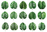Green jungle leaf vector set isolated on white