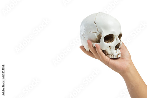 Hand holding human head skull