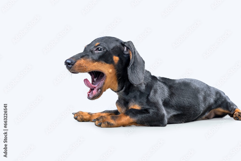 Dachshund dog