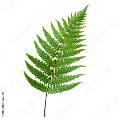 fern leaf or leave isolated on transparent background, Green fern leaves close up image clipart PNG, botanical forest fern