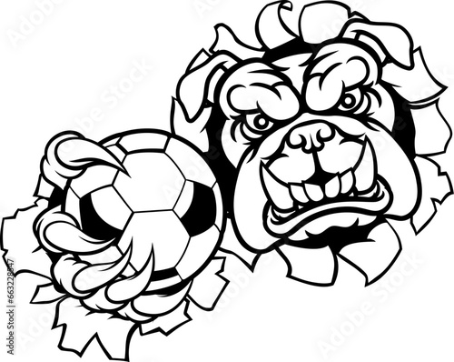 A bulldog dog animal sports mascot holding soccer football ball breaking through the background with its claws
