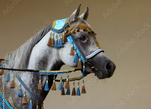 Obraz na płótnie Arabian horse portrait with national harness in dark stable w salonie