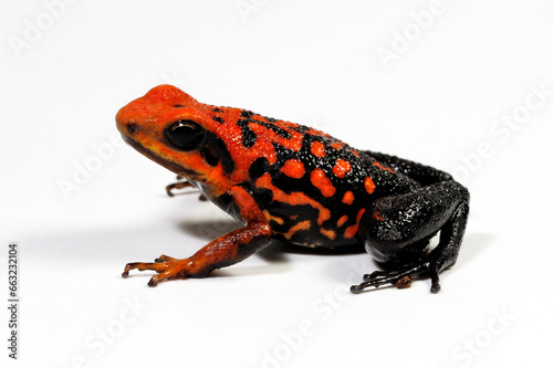 Silverstone's poison frog // Roter Prachtgiftfrosch (Ameerega silverstonei / Epipedobates silverstonei)  photo
