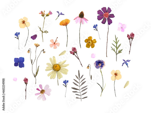 Dried flowers collection  wild flowers set  pressed flowers  bouqets. Png illustration with transparent background. 