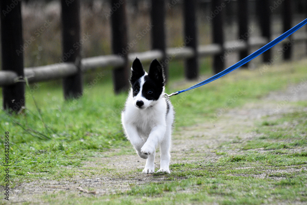 Border Collie puppy- Cachorro- Baby Border Collie puppy- Cachorro- Baby