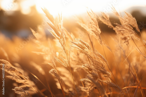 Ethereal Glow: Captivating Golden Hour Radiance