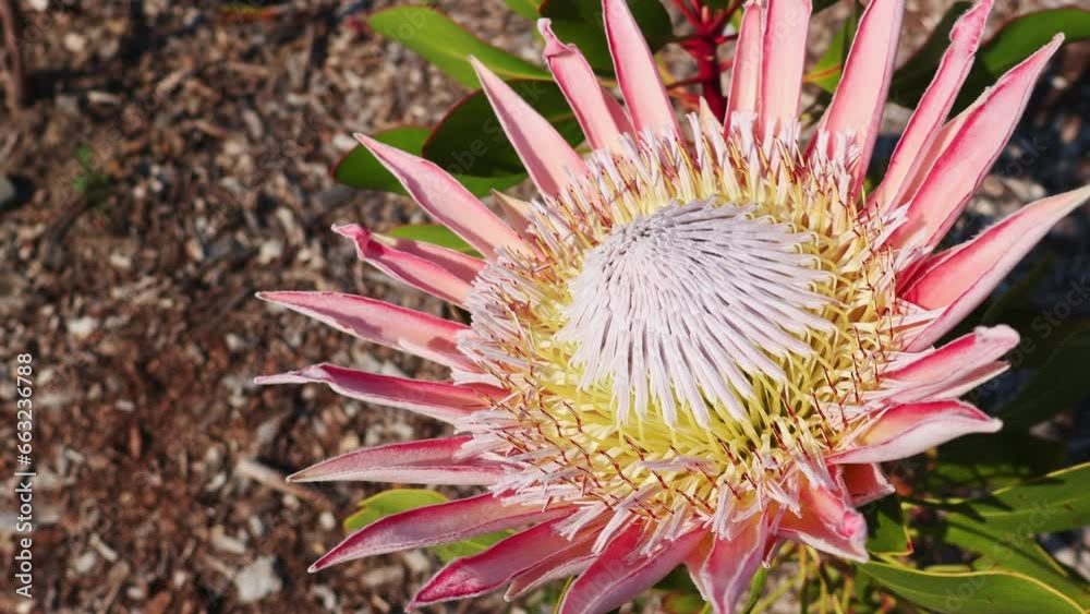 King Protea (Protea Cynaroides) pink blooming flower. King Protea (Protea Cynaroides) pink blooming flower.