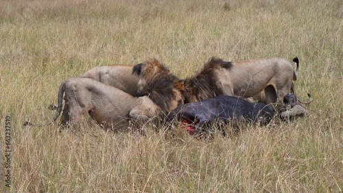 Lion pride feeding on a Cape buffalo