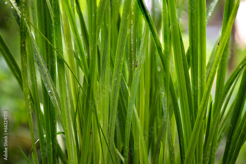 Calamus Flargoot or Acorus calamus green leaves on nature background.