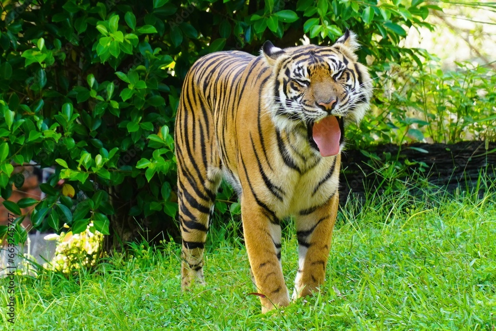 Obraz premium tiger in the grass