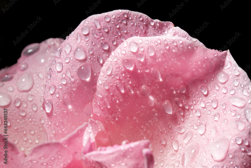 flower petals in water drops after rain, roses in the garden flower petals in water drops after rain, roses in the garden